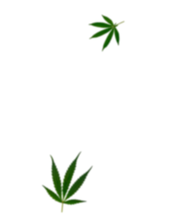 weed shop Canna City