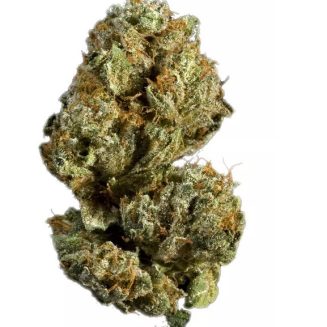 Blueberry Muffin Hybrid Cannabis