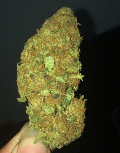 Grapefruit Marijuana Strain