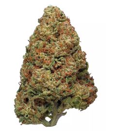 Jillybean Hybrid Cannabis Flower