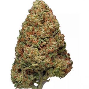 Jillybean Hybrid Cannabis Blummen