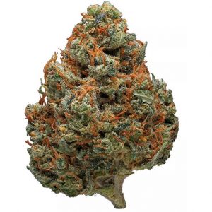 Durban Poison Cannabis -kukka
