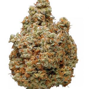 Lemon Kush hibrid marihuána